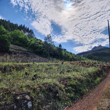 SÍTIO NA COLÔNIA MONGE / com 2.5 hectares de área total