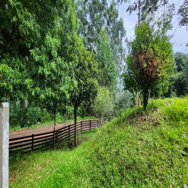 SÍTIO EM ROLANTE / contendo 3,5 hectares e uma tranquilidade local